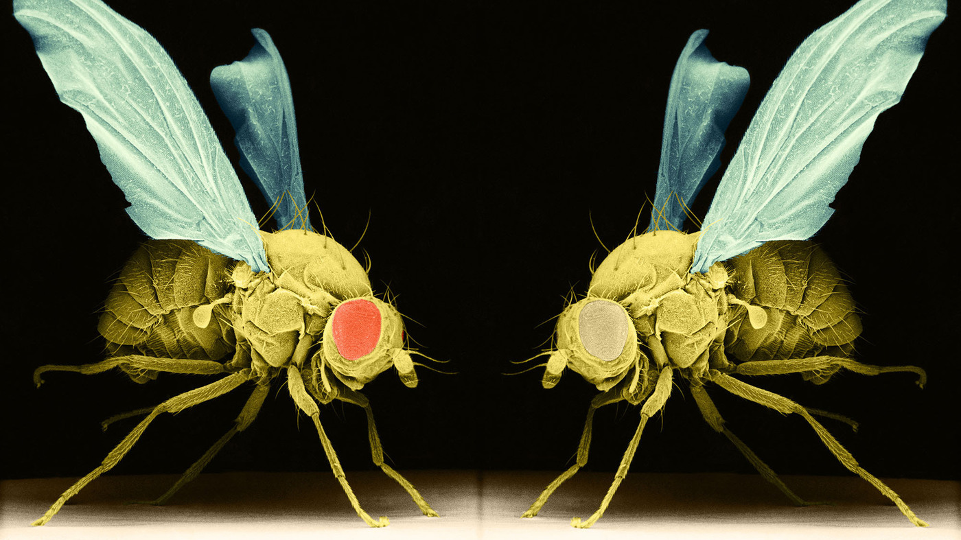 令人讨厌的苍蝇，如何从蛆发育而来？各个阶段有哪些拿手绝活？