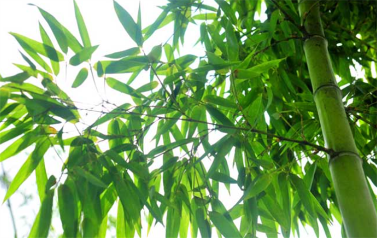 冷科普：竹子是什么类型的植物？
