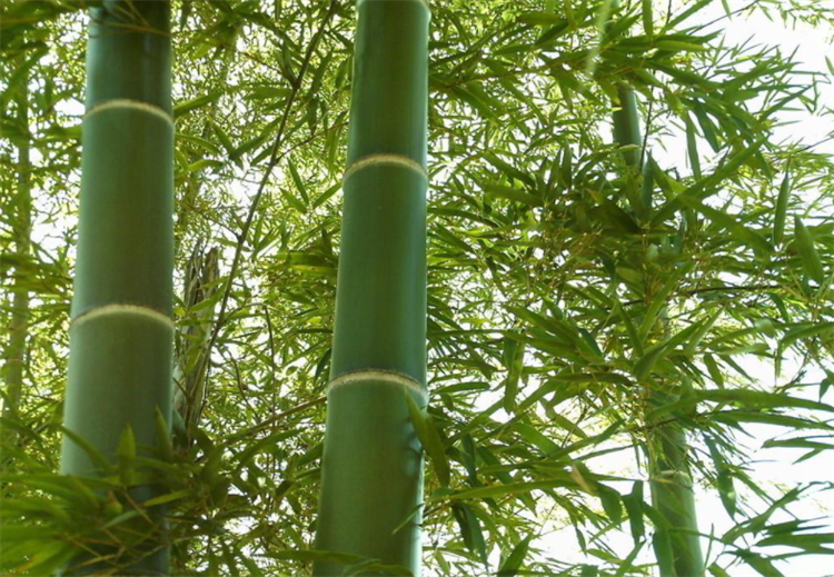 冷科普：竹子是什么类型的植物？