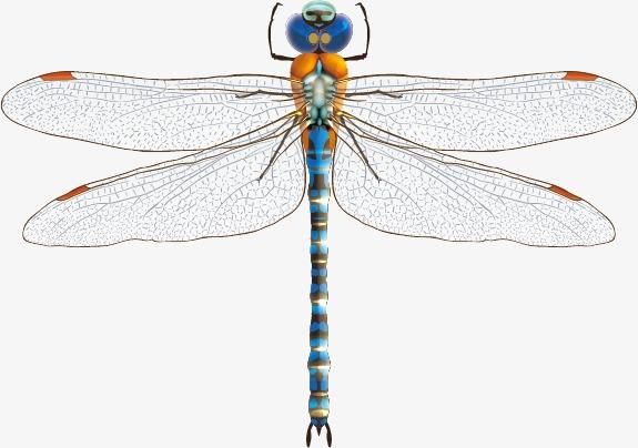 蚊子天生的天敌，环境的检测专家——蜻蜓