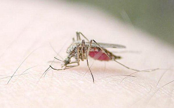 地球上10大最常见的害虫，第一蚊子，第四苍蝇，你最讨厌哪个？