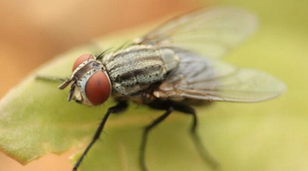 地球上10大最常见的害虫，第一蚊子，第四苍蝇，你最讨厌哪个？