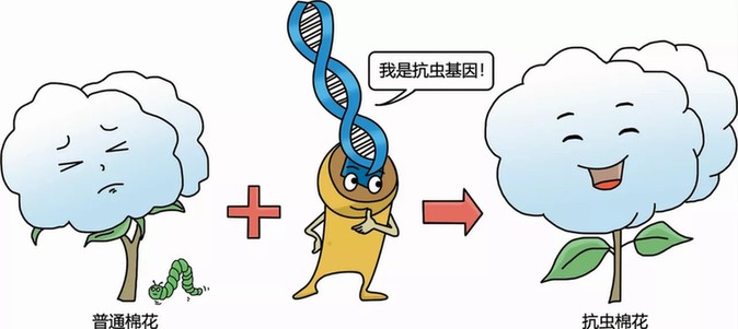 转基因的来源基因有哪些？安全吗？