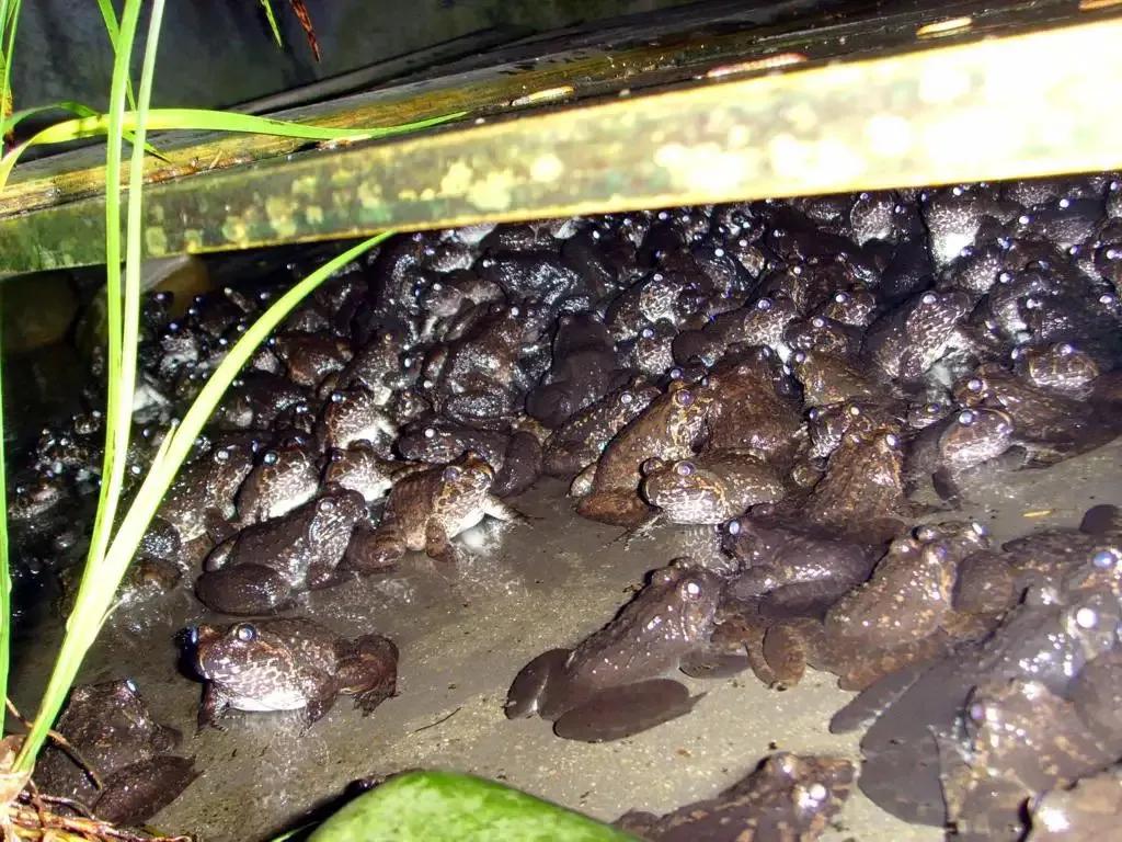 大山小溪里稀有的物种，属于国家二级保护动物，“它”就是石蛙