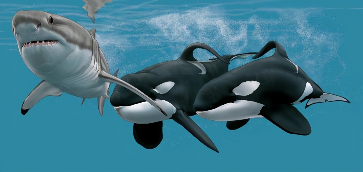 凶猛的大白鲨为什么打不过虎鲸？看似无敌的鲨鱼，有一个致命弱点