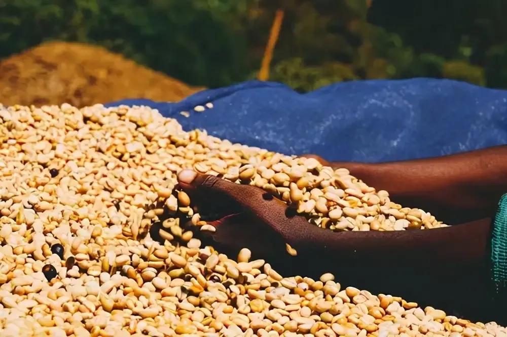 咖啡的故乡——埃塞俄比亚