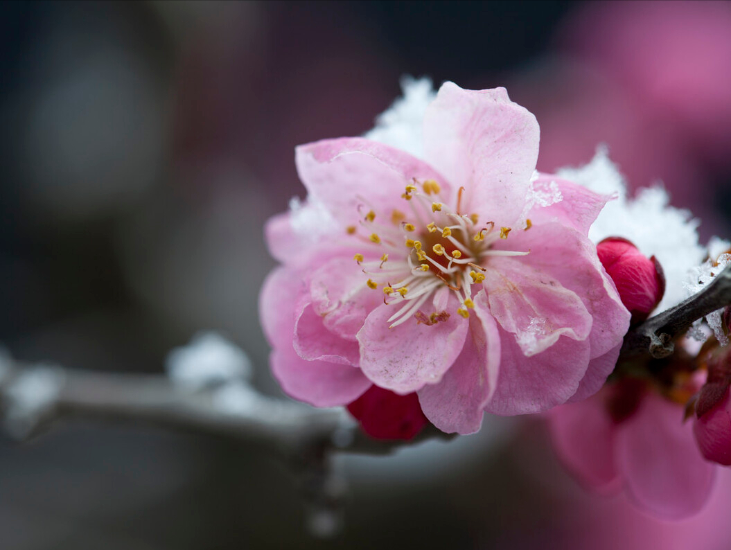 穿过岁月风和雨，一树梅花伴光阴。20首最美梅花诗词