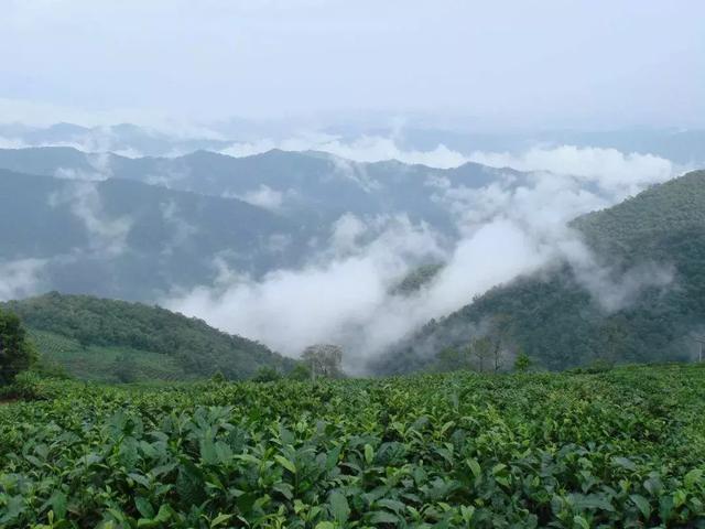 普洱茶的产地在哪里 普洱茶产地哪里的好