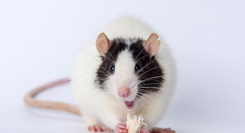 花枝鼠和老鼠的区别 花枝鼠和老鼠区别是什么