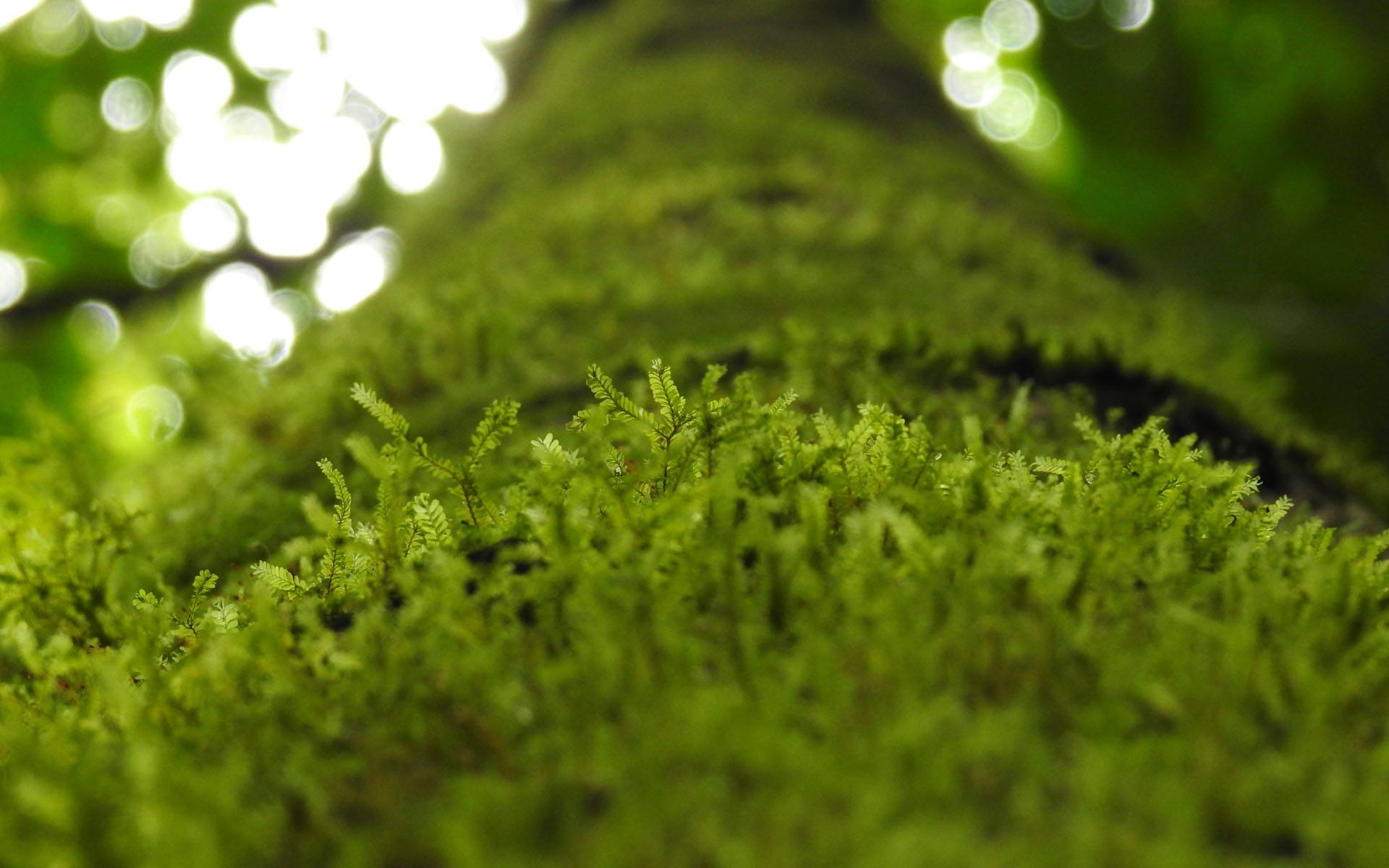 苔藓是什么植物 苔藓植物属于什么科