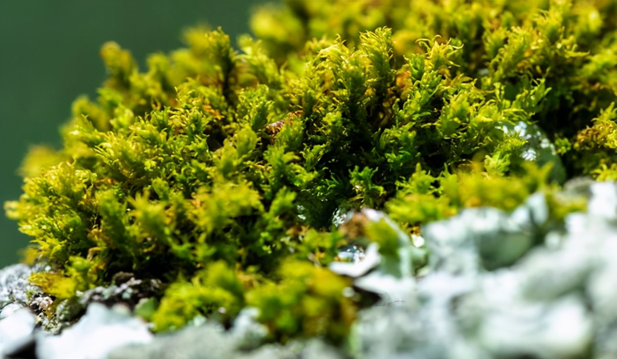 苔藓——宏大世界中的小小植物