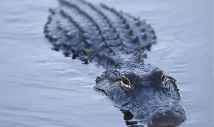 凶猛残暴的鳄鱼：最古老的生物活化石之一