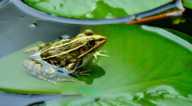 青蛙和蟾蜍的区别 青蛙和蟾蜍主要区别是什么