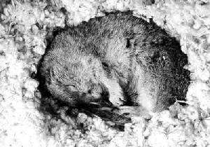 动物冬眠之谜(动物冬眠是什么原因)