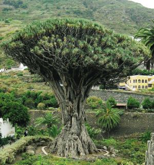 可以“流血”的树，它也是最长寿的树种之一，最长能活六千岁