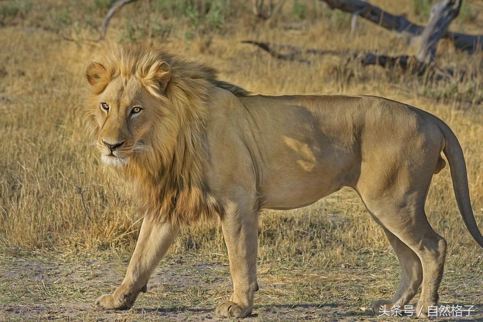 最容易混淆的猫科动物分类：狮子属于猫科，猎豹和云豹不属于豹属