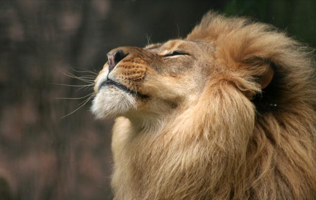 狮子为什么是十大最臭动物之一？