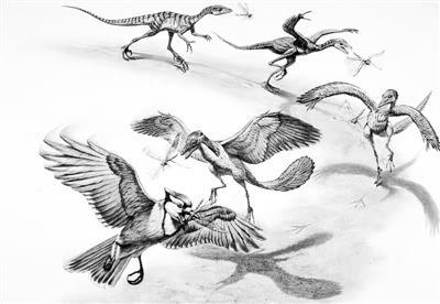 鸟类的进化之谜(鸟类是怎么进化来的)