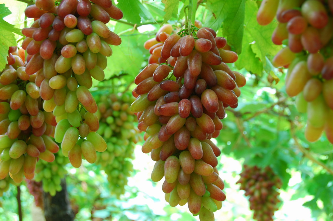 全中国哪里的葡萄最好吃？请认清这5个产地，皮薄多汁，宛如玛瑙