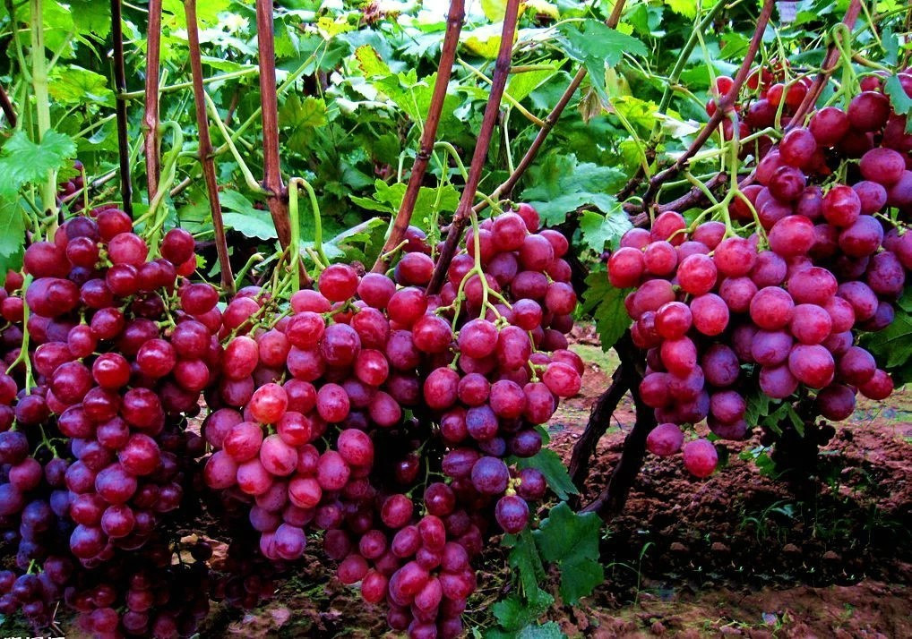 全中国哪里的葡萄最好吃？请认清这5个产地，皮薄多汁，宛如玛瑙