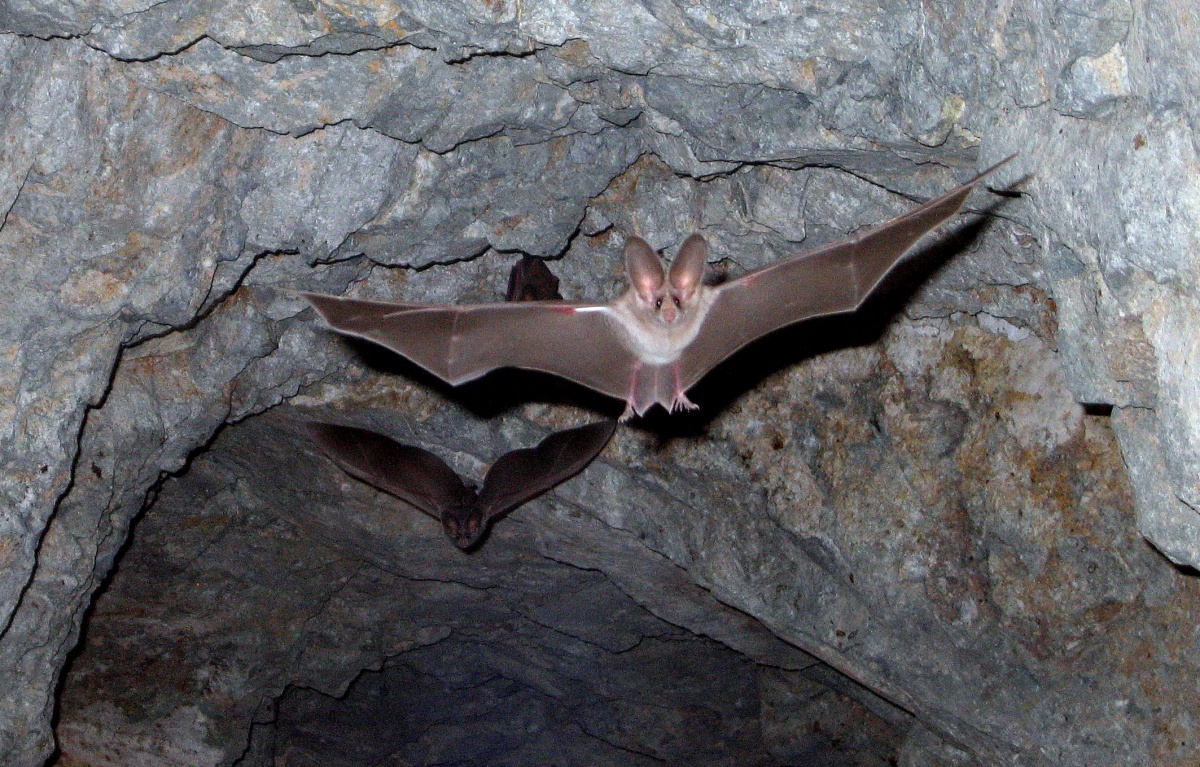蝙蝠吃水果就像人啃甘蔗，喝果汁，吐残渣，便便曾经引起过埃博拉