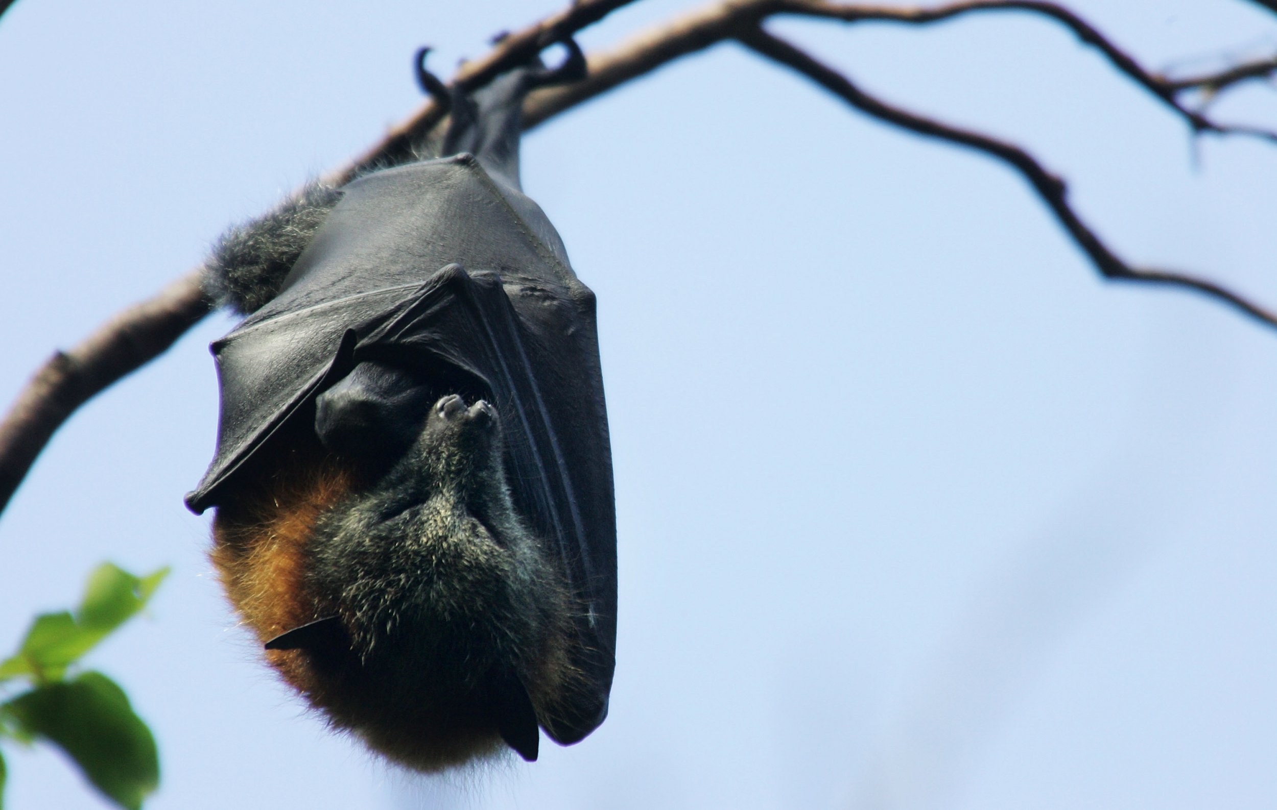 蝙蝠吃水果就像人啃甘蔗，喝果汁，吐残渣，便便曾经引起过埃博拉