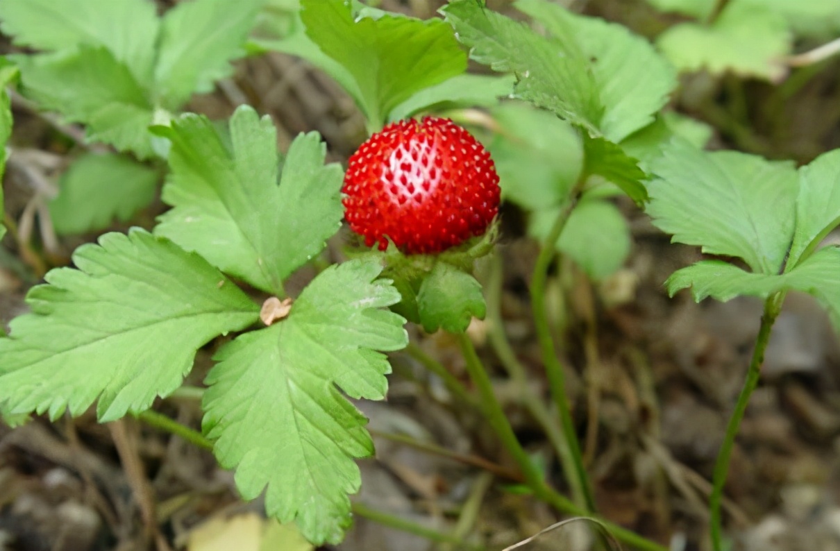 蛇莓是怎样一种野果，到底能不能吃呢？