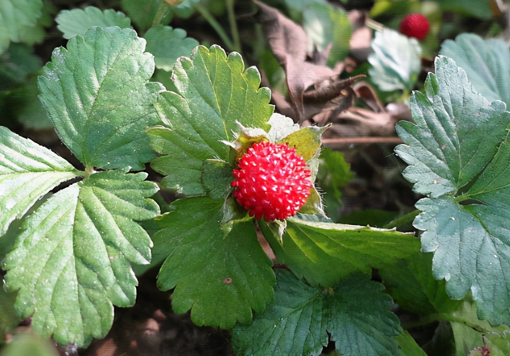 蛇莓是怎样一种野果，到底能不能吃呢？