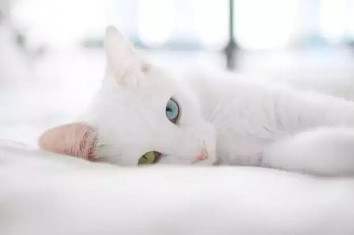 梦到猫，应该如何解梦？