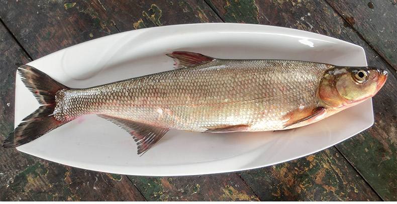 一条生性凶猛的翘嘴白鱼，被称为淡水鱼中的贵族，吃它不止于清蒸