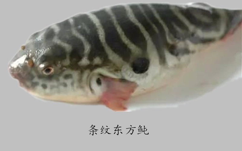 淮扬菜大厨详解河豚鱼（一）河豚鱼的种类、营养、药用价值及图解