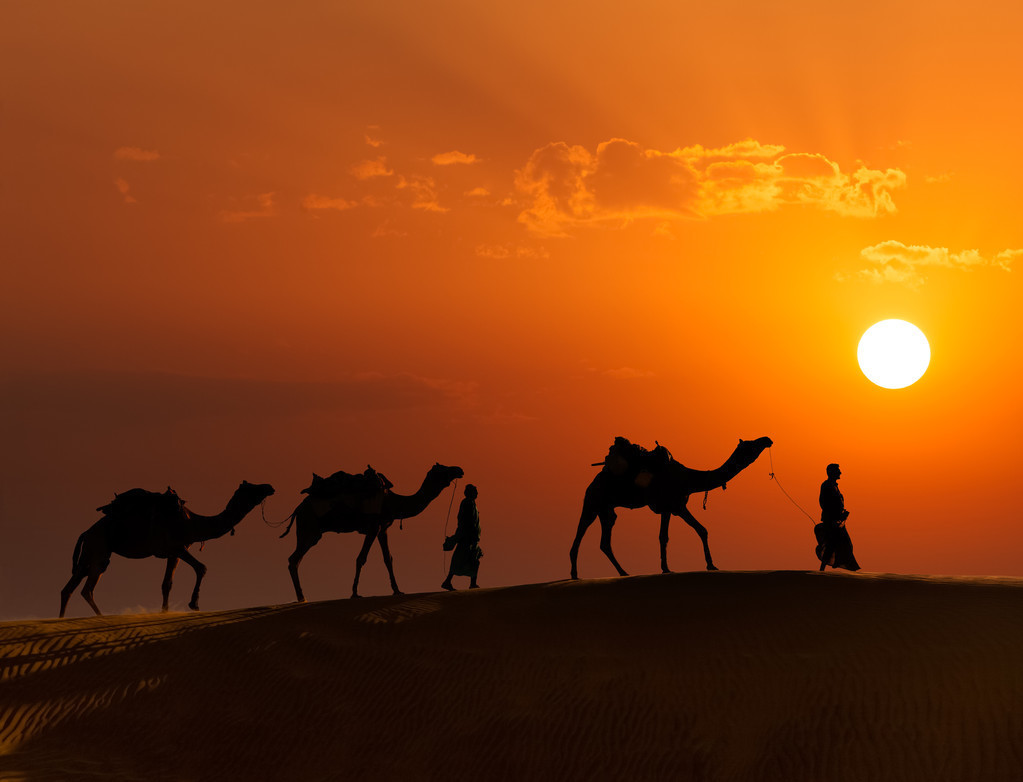 沙漠之舟——骆驼