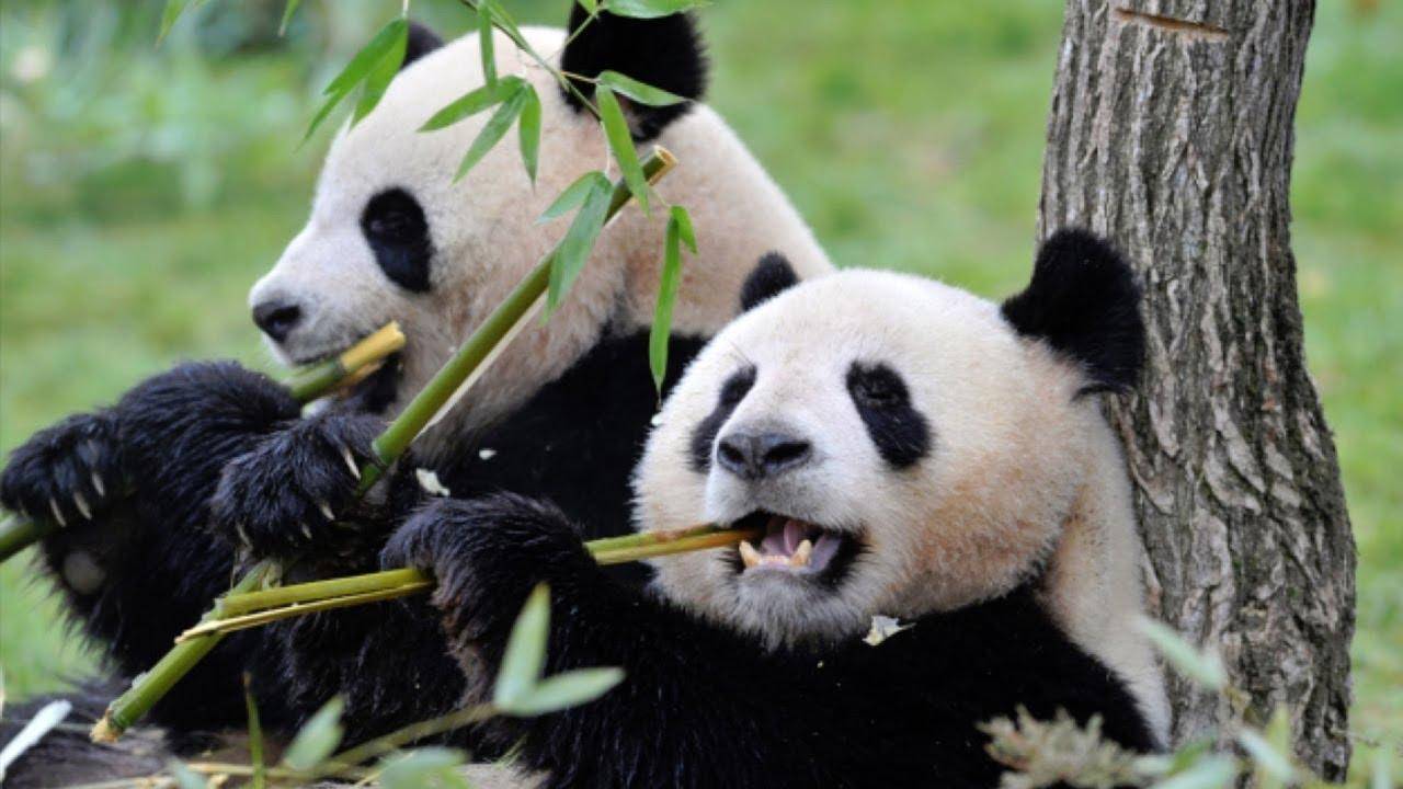 吃肉的大熊猫为什么会成为素食主义者？原因没那么简单