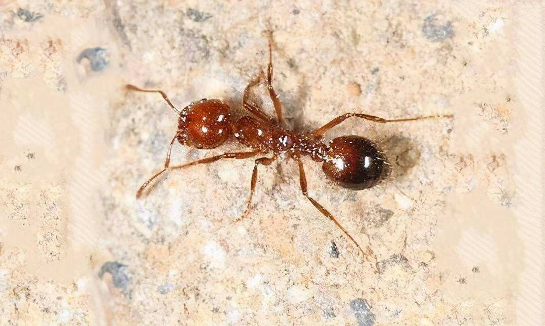 红火蚁的天敌是什么 红火蚁的天敌有哪些