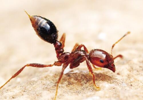 “无敌的”红火蚁有哪些危害？被咬了怎么办？它的天敌是什么？