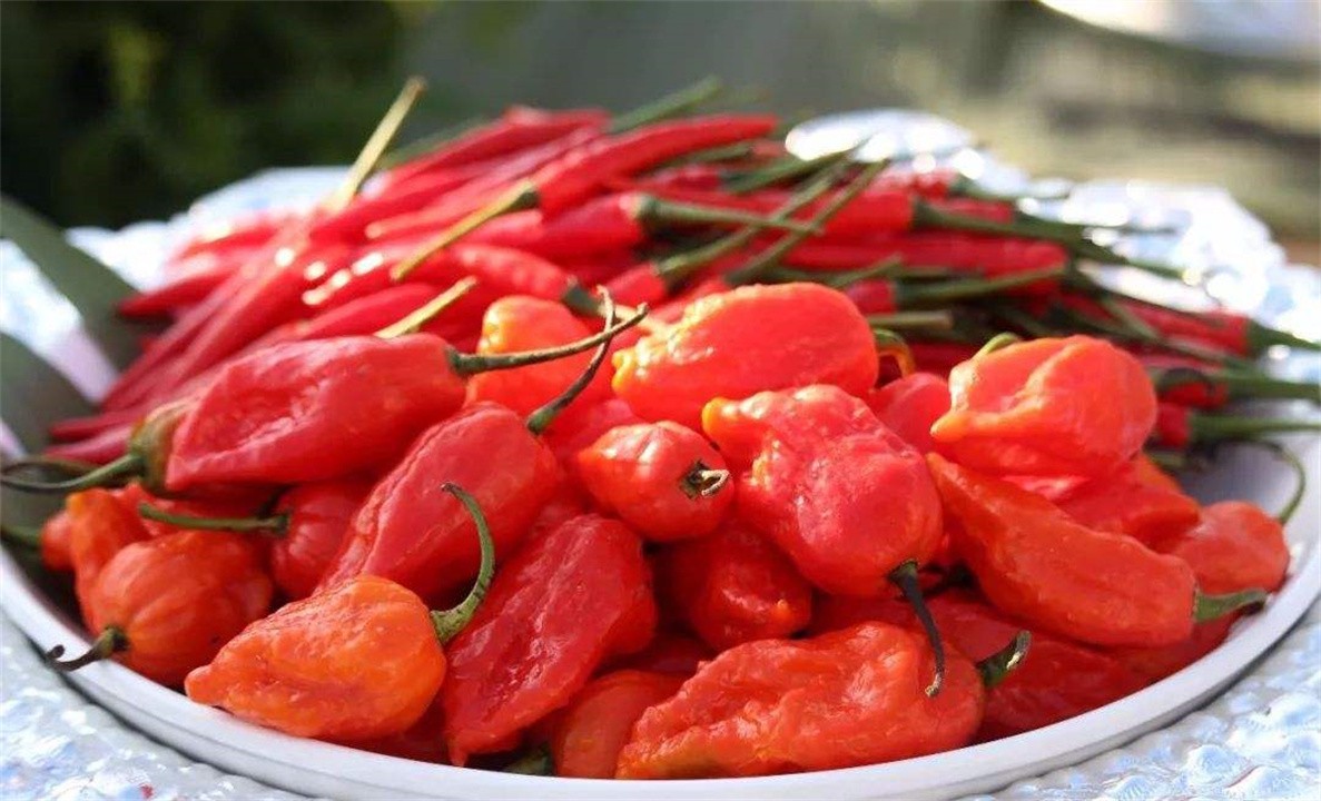 世界上最辣的十大辣椒，印度魔鬼椒被秒成渣，你敢不敢尝一尝？