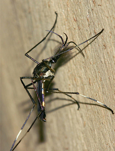 世界上最大的蚊子，竟是人类的好朋友，再也不打它了