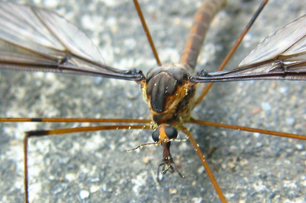 世界上最大的蚊子，竟是人类的好朋友，再也不打它了