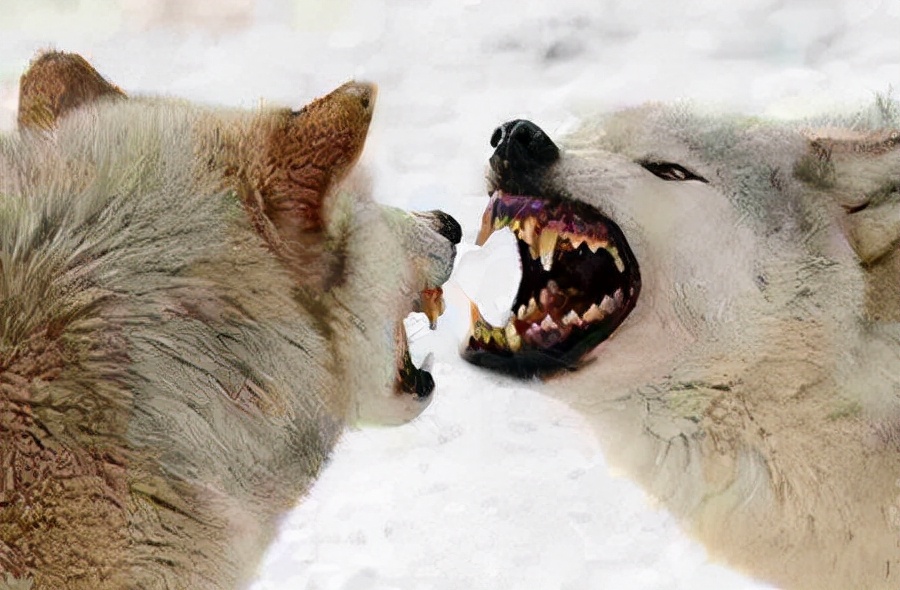 藏獒和狼谁厉害，一獒能战五狼是真的吗？