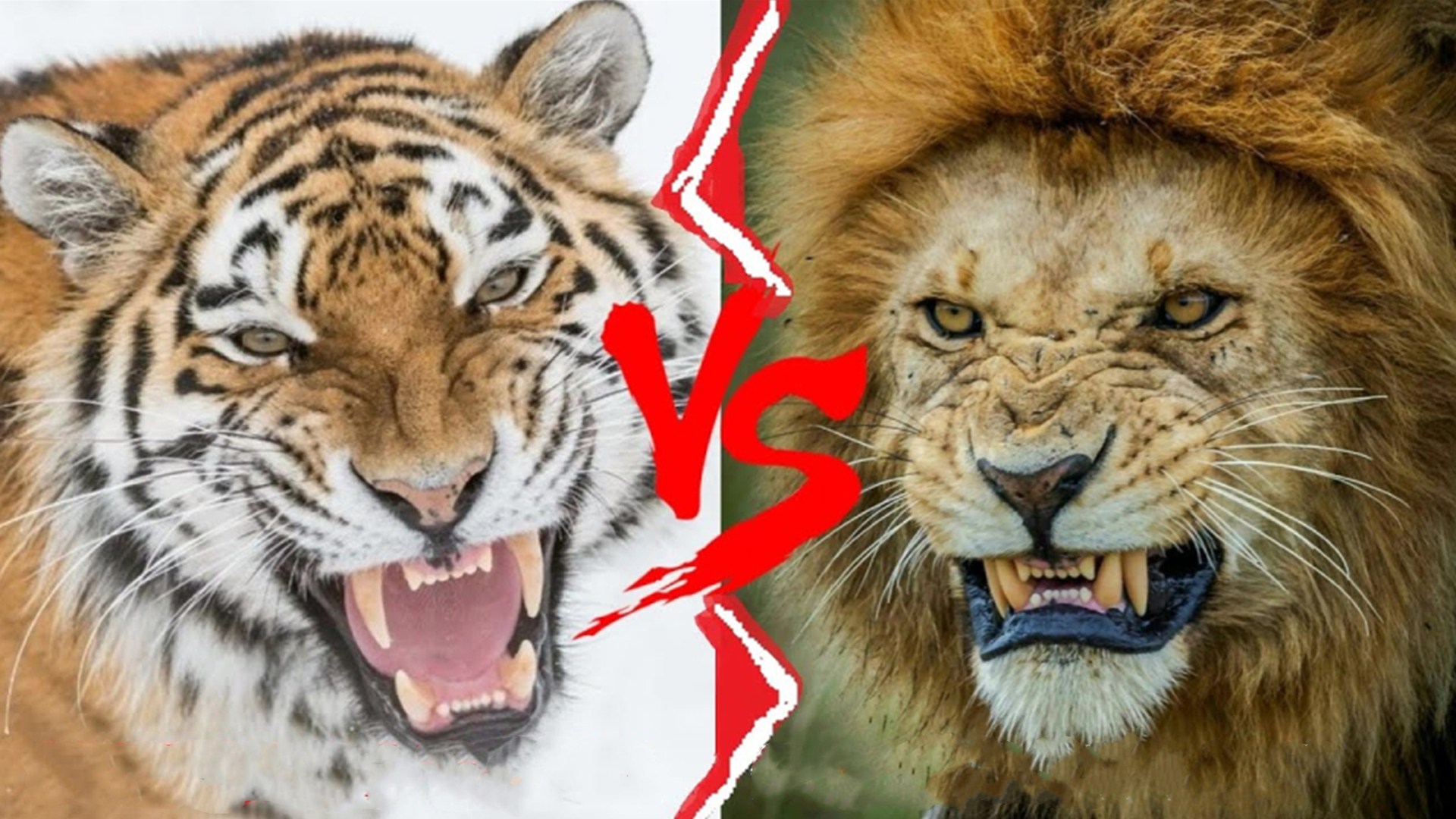 老虎vs狮子，究竟谁才是真正的猫科一哥？