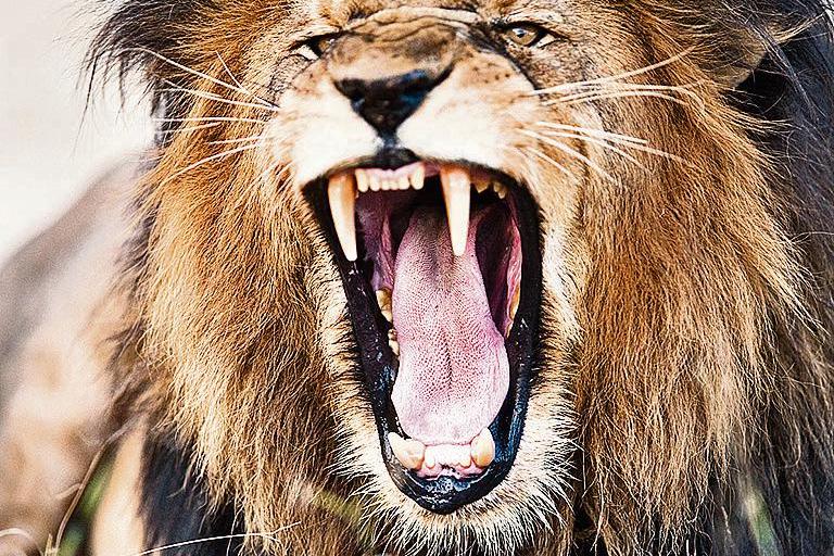 老虎vs狮子，究竟谁才是真正的猫科一哥？
