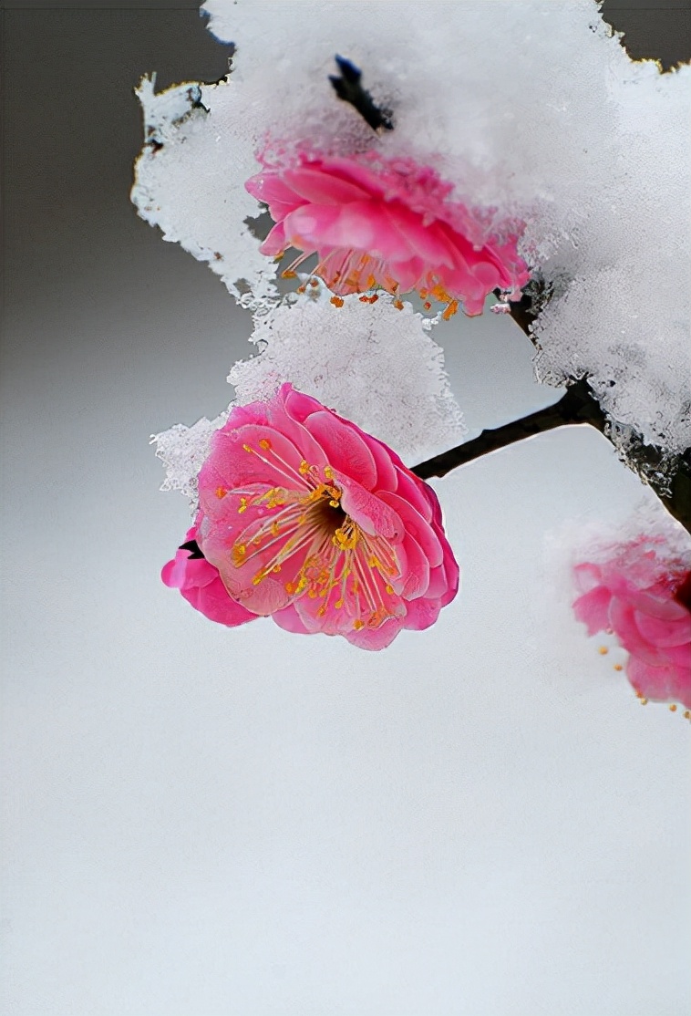 不应辜负腊前梅，十二首赏梅的诗词，欣赏寒冬中怒放的梅花