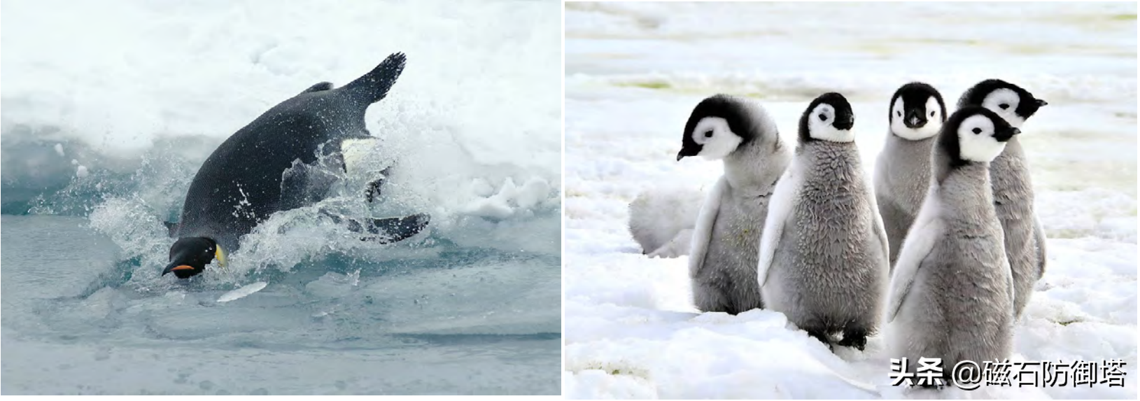 有翅不会飞，有脚不善走，常伴冰与寒，水中显身手——浅谈企鹅