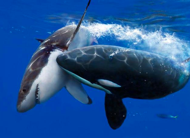 虎鲸与大白鲨的对决，虎鲸一招制敌，曾一周猎杀3条大白鲨