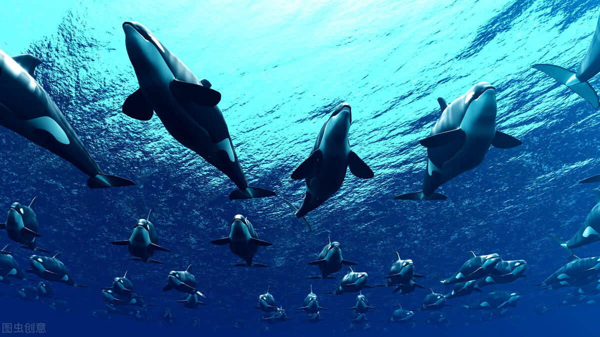 虎鲸与大白鲨的对决，虎鲸一招制敌，曾一周猎杀3条大白鲨