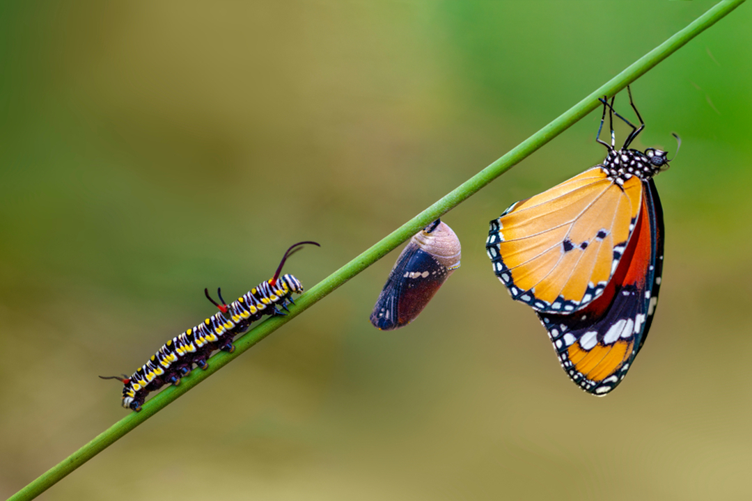 从毛毛虫到蝴蝶，不仅改变了外观，还创造了一个无竞争的生存空间
