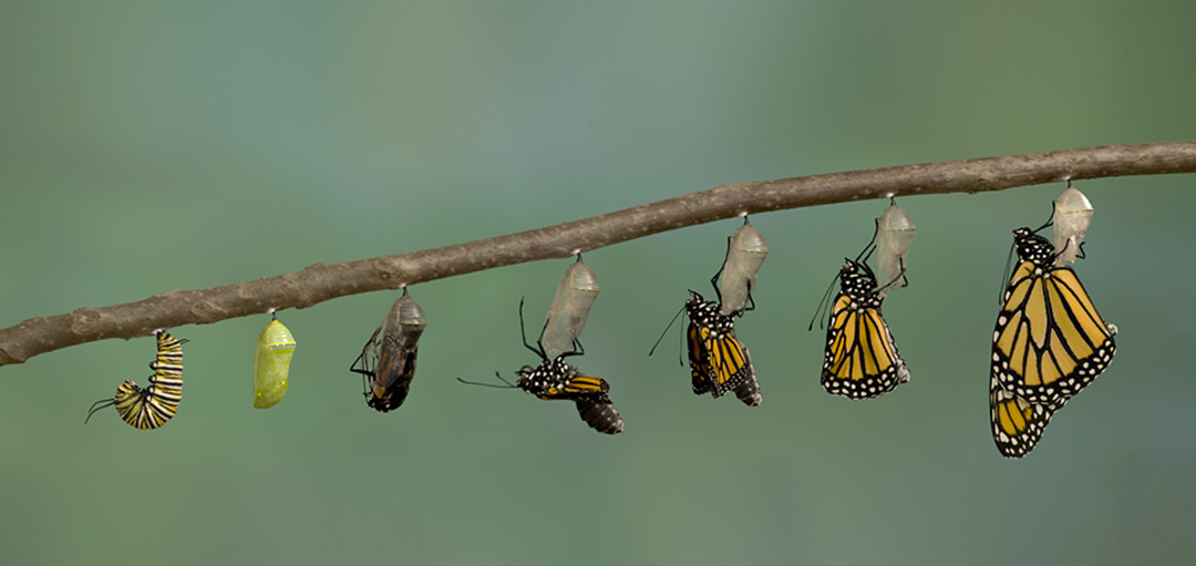 从毛毛虫到蝴蝶，不仅改变了外观，还创造了一个无竞争的生存空间