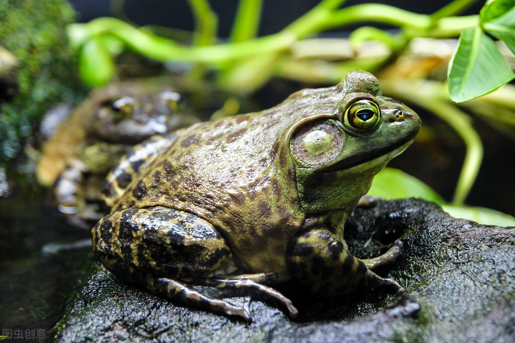 牛蛙的“隐患”：云南土著蛙陷入困境，“吃货”能赶上它的增速？