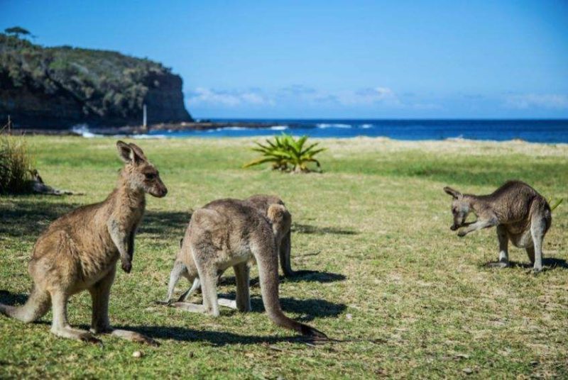 袋鼠之国—澳大利亚