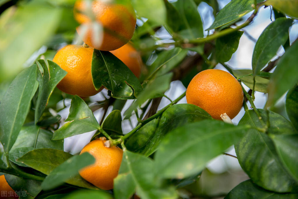 芦柑是什么，和橘子有什么区别？专家：区别太大了